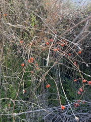 Ephedra foeminea
