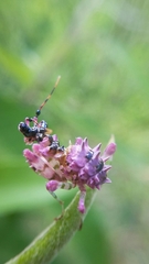 Pseudocreobotra wahlbergi