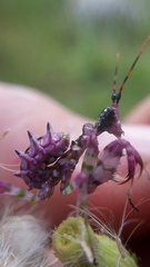 Pseudocreobotra wahlbergi