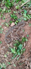 Crotalus durissus