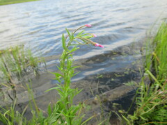 Epilobium palustre