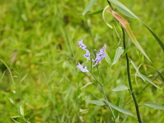 Solanum amygdalifolium