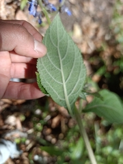 Salvia mocinoi