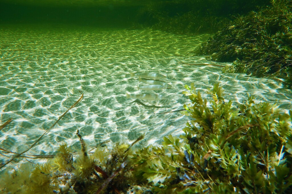 king-george-whiting-from-lady-bay-rd-normanville-sa-5204-australia-on