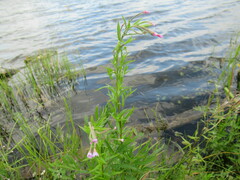 Epilobium palustre