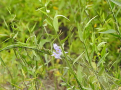 Solanum amygdalifolium