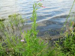 Epilobium palustre