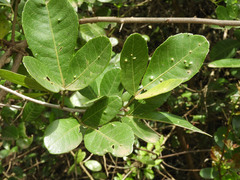 Searsia natalensis