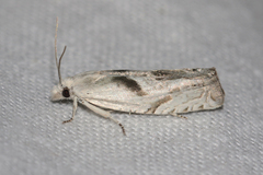 Eucosma metzneriana