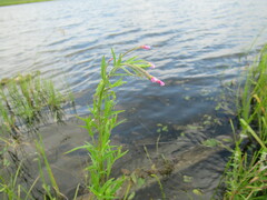 Epilobium palustre