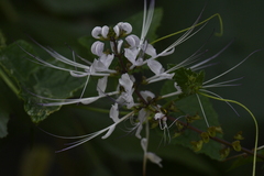 Orthosiphon aristatus