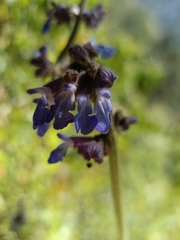 Salvia mocinoi