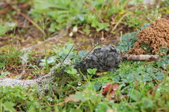 Thaumetopoea herculeana