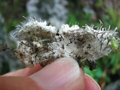 Peltigera praetextata