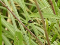 Chlamophora