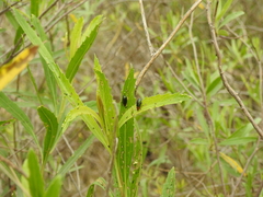 Chlamophora