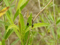 Chlamophora