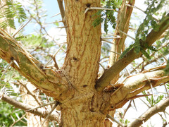 Vachellia xanthophloea