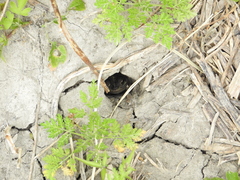 Rhinella dorbignyi