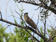 Coccyzus melacoryphus