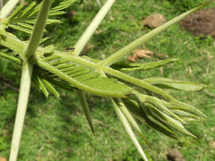 Vachellia xanthophloea