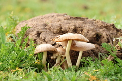 Bolbitius coprophilus