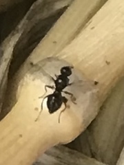 Parapalaeosepsis plebeia