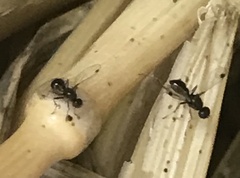 Parapalaeosepsis plebeia