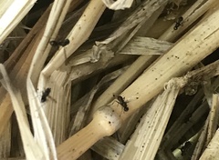 Parapalaeosepsis plebeia