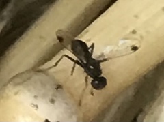 Parapalaeosepsis plebeia