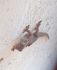 Tarentola angustimentalis