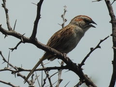 Rhynchospiza strigiceps