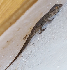 Tarentola angustimentalis