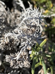 Helichrysum stoechas