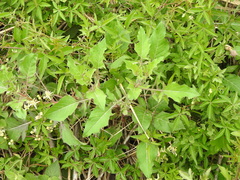Oenothera centaurifolia