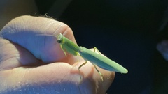 Orthodera ministralis