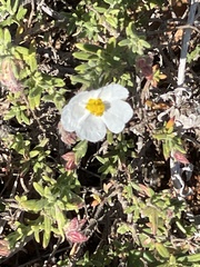 Helianthemum viscarium