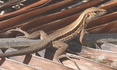 Pholidoscelis fuscatus