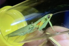 Orthodera ministralis