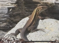 Pholidoscelis fuscatus