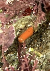 Rostanga rubra