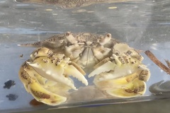 Matuta victor
