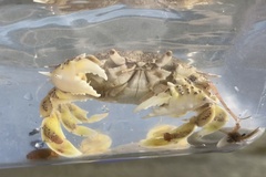 Matuta victor