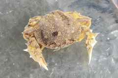 Matuta victor