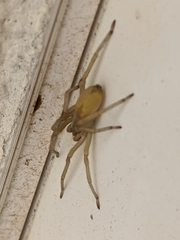 Cheiracanthium