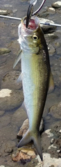 Alosa chrysochloris