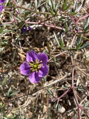 Fagonia cretica