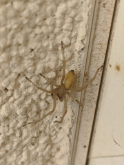 Cheiracanthium