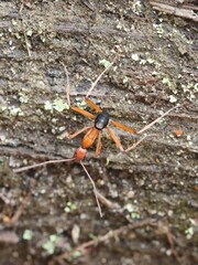 Leptomyrmex nigriventris