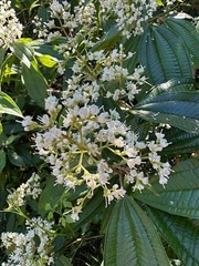 Miconia laevigata